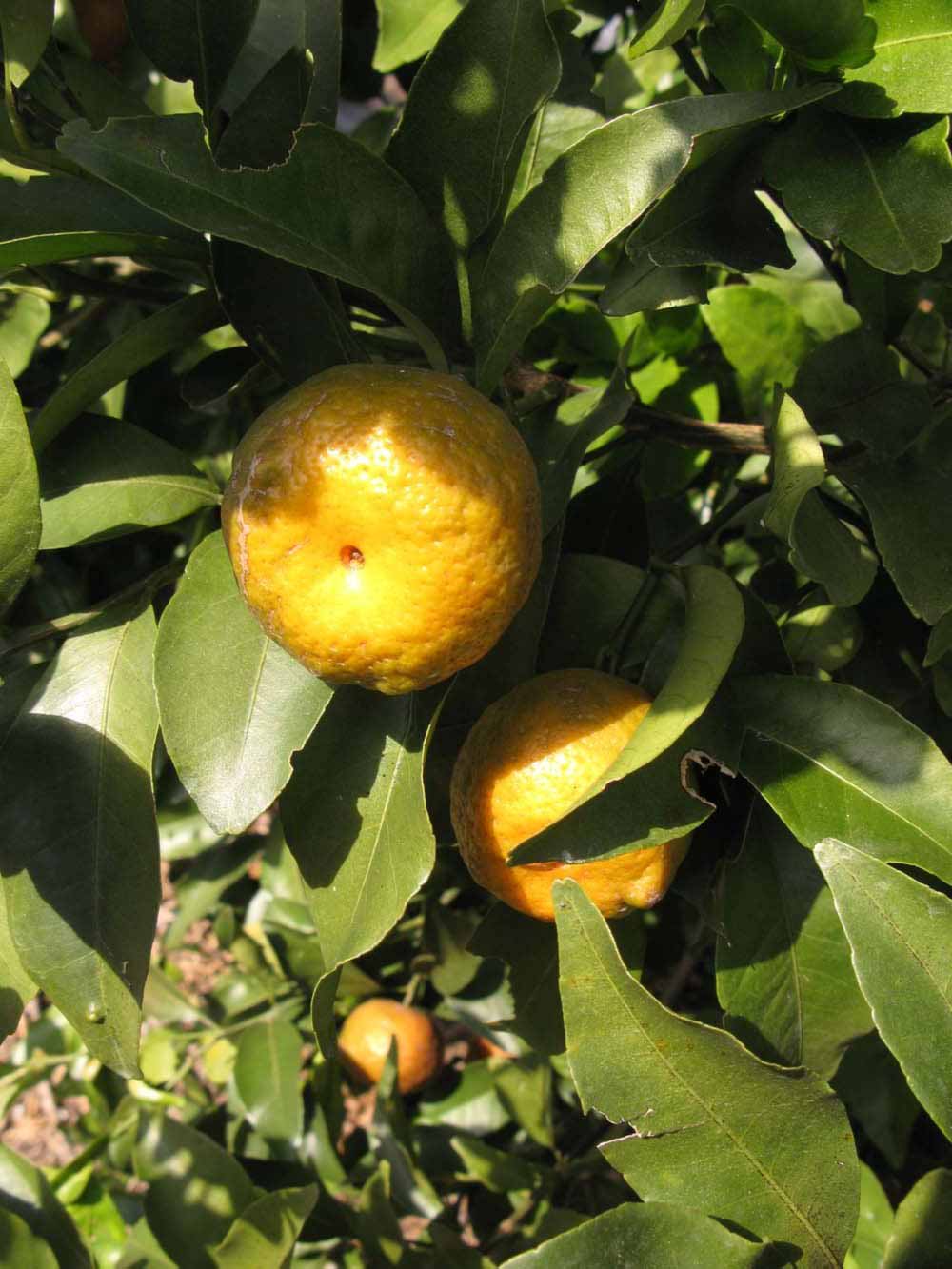            Fruit (Winter Haven, FL)   